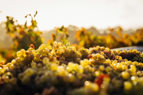 Grapes in the sun depicting sustainable winemaking